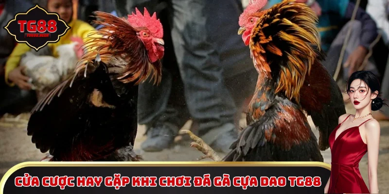 Cửa cược hay gặp khi chơi đá gà cựa dao TG88