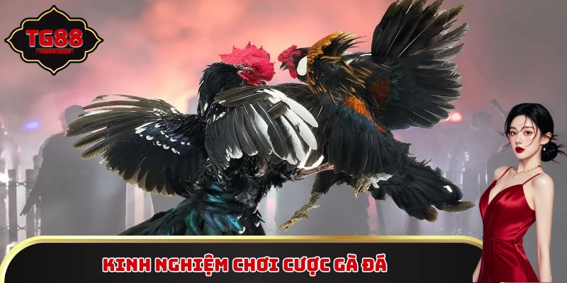 Kinh nghiệm giúp bạn chiến thắng khi cược gà đá
